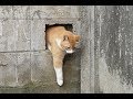 外出先で偶然現れた猫ちゃんの姿&行動が可愛くてじわじわ面白いｗ～The behavior of the cat which appeared was cute and funny.