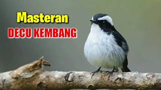 Masteran Decu Kembang Tledekan Sulingan Agar Cepat Gacor Youtube