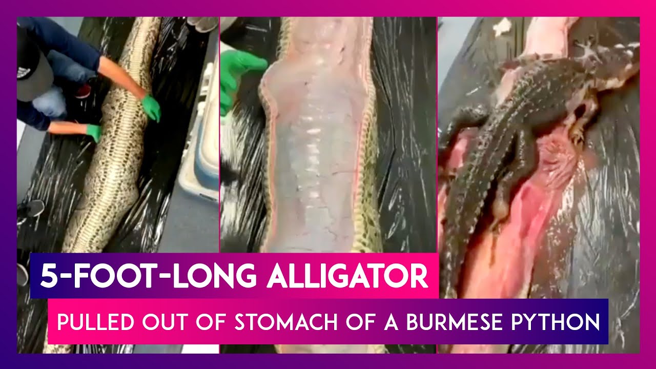 5-Foot-Long Alligator Pulled Out Of Stomach Of A Giant Burmese Python ...