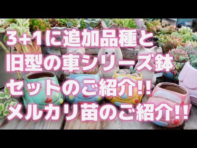 多肉植物】3+1に追加品種と旧型の車シリーズ鉢セットのご紹介