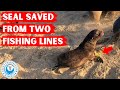 Seal Saved From Two Fishing Lines