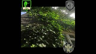 Chev pushes The Hut Airsoft kill streak SC:CQB #wolverineairsoft #sccqb #airsoft #multikill