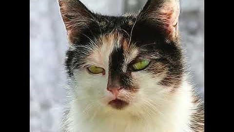 StyleGAN3 VJ Example