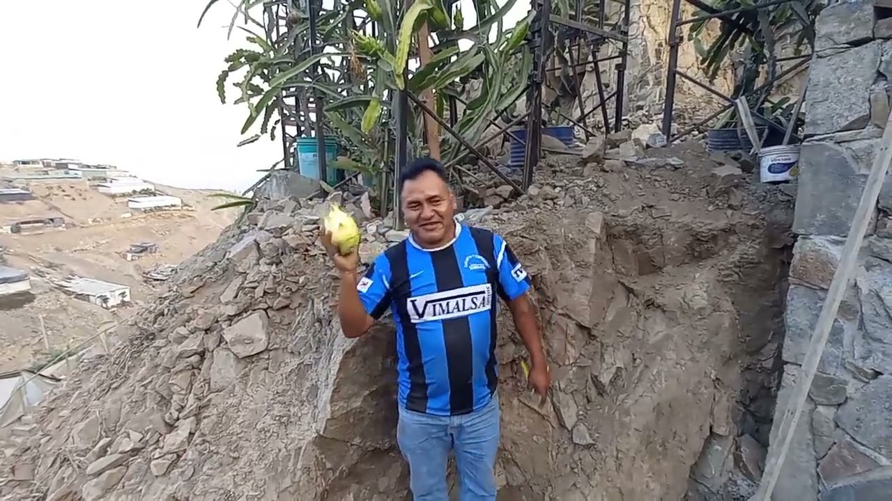 PITAHAYA GOLDEN YELLOW