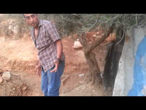 سيد عربيد كان يختبئ فوق الشجره مع جمال العمواسي
