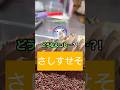 【2ちゃんねる】1億円貰えるけど店名にサ行が入ってるお店にしか行けなくなるボタン←押す？ #2ちゃんねる #shorts