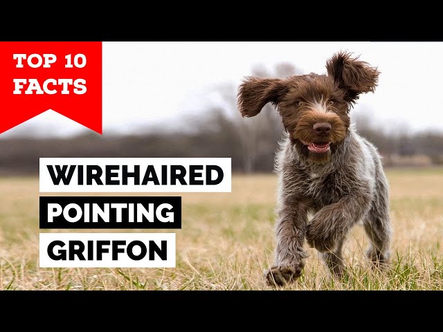 Wirehaired Pointing Griffon - Top 10 Facts class=