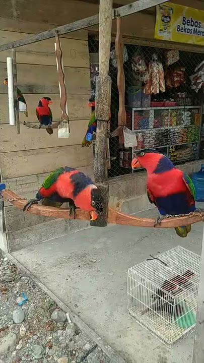 Cantiknya Burung Nuri Papua, Bisa Ngomong 😁