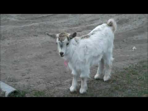 შინაური ცხოველები