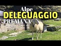 da Premana (Lc) , all' Alpe Deleguaggio  m 1690