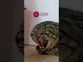 ボス猫の転身