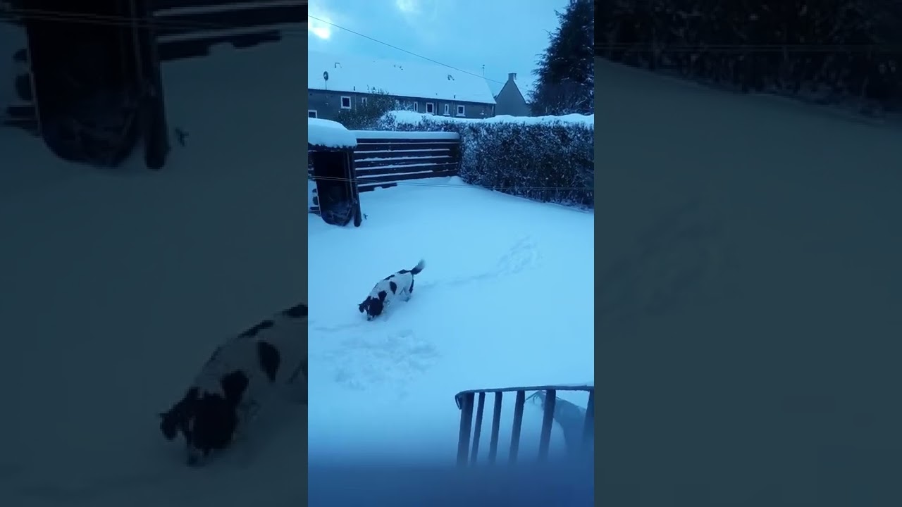 snowdog YouTube