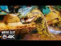Anaconda Terrorizes Film Crew Scene ANACONDA 2025 Movie CLIP 4K