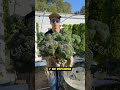 ‎Aprende a cultivar tus alimentos desde casa🥦🥬#hidroponía