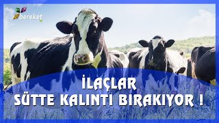 Hayvanlarda Kullanılan Paraziter İlaçlar Sütte Kalıntı Bırakır Mı ? Öneri̇ler Neler ?