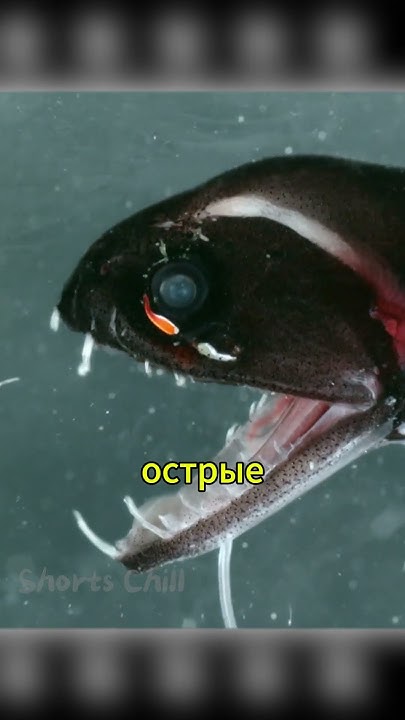 Жуткие Существа Океана: Погружение в Глубины #океан #глубины #интересно ...