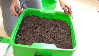 COMPOSTING WORMS!?!  UNBOXING & SET-UP