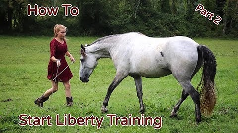 How To Start Liberty Training With Your Horse Part 2