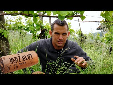 Es geht auch ohne Herbizid im Rebberg | mit Herzblut zum Wein Vlog #76