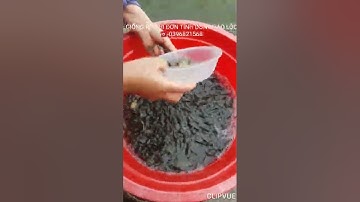 GIỐNG RÔ PHI ĐƠN TÍNH DÒNG BẢO LỘC.DÒNG RÔ TỐT NHẤT HIỆN NAY.0396821568