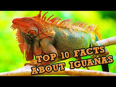 इगुआना के बारे में शीर्ष 10 तथ्य!