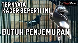 Ternyata Seperti Ini Ciri - Ciri Kacer Yang Membutuhkan Penjemuran - Bonjol Kicau