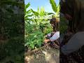 berkebin di samping rumah #berkebundirumah #tanamanunggul #berkebun #sayuran