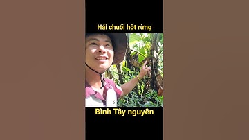 Hái chuối hột rừng #shorts