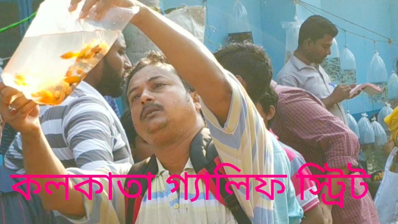GALIFF STREET KOLKATA (BABY FISH)MARKET 2019/BIGGEST AQUARIUM FISH MARKET