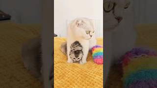 God, this is so cute!  Everyone watch until the end!  Mother cat talking to her kittens