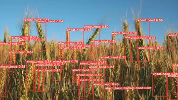 Wheat Head Detection Demo