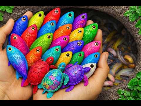 I get colorful ornamental fish in tiny pond,  baby turtle, platy fish, eel, koi,shrimp,
