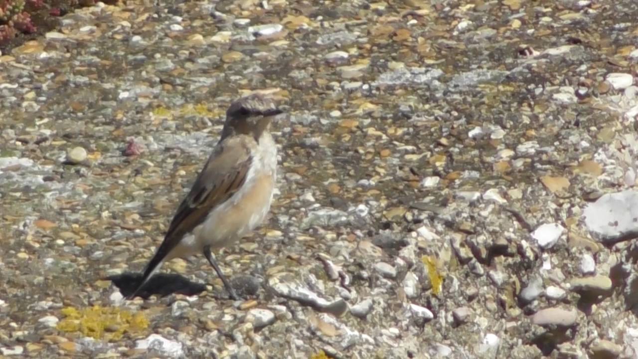 good Unknown Wheatear bird  Snettisham beech Norfolk UK  19jul16 301p