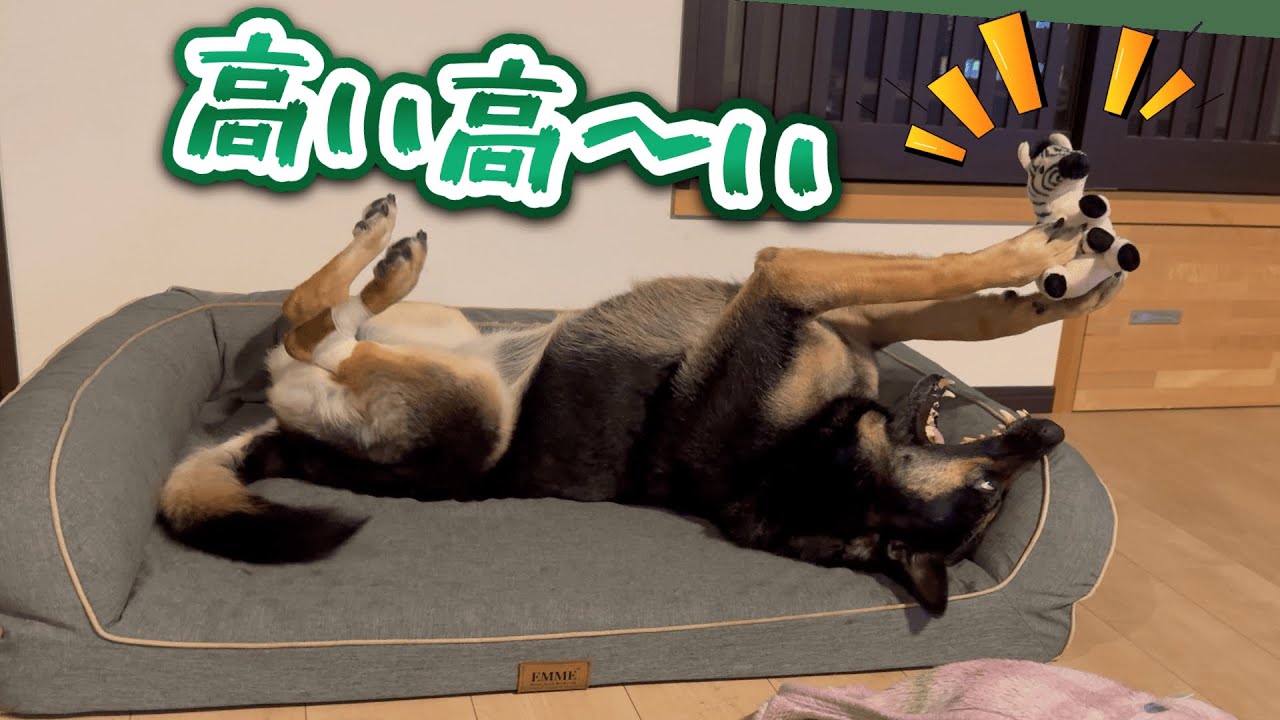 子守しながら話を聞いてくれるパパ犬 Dad's Year-End Party Souvenir Awakened Our Dog's Motherly