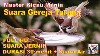Masteran Murai, Suara Burung GEREJA TARUNG Durasi Panjang + Terapi Suara Air Mengalir...FULL HD..!!!