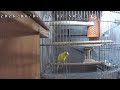 【ライブ配信】セキセイインコ**LIVE**