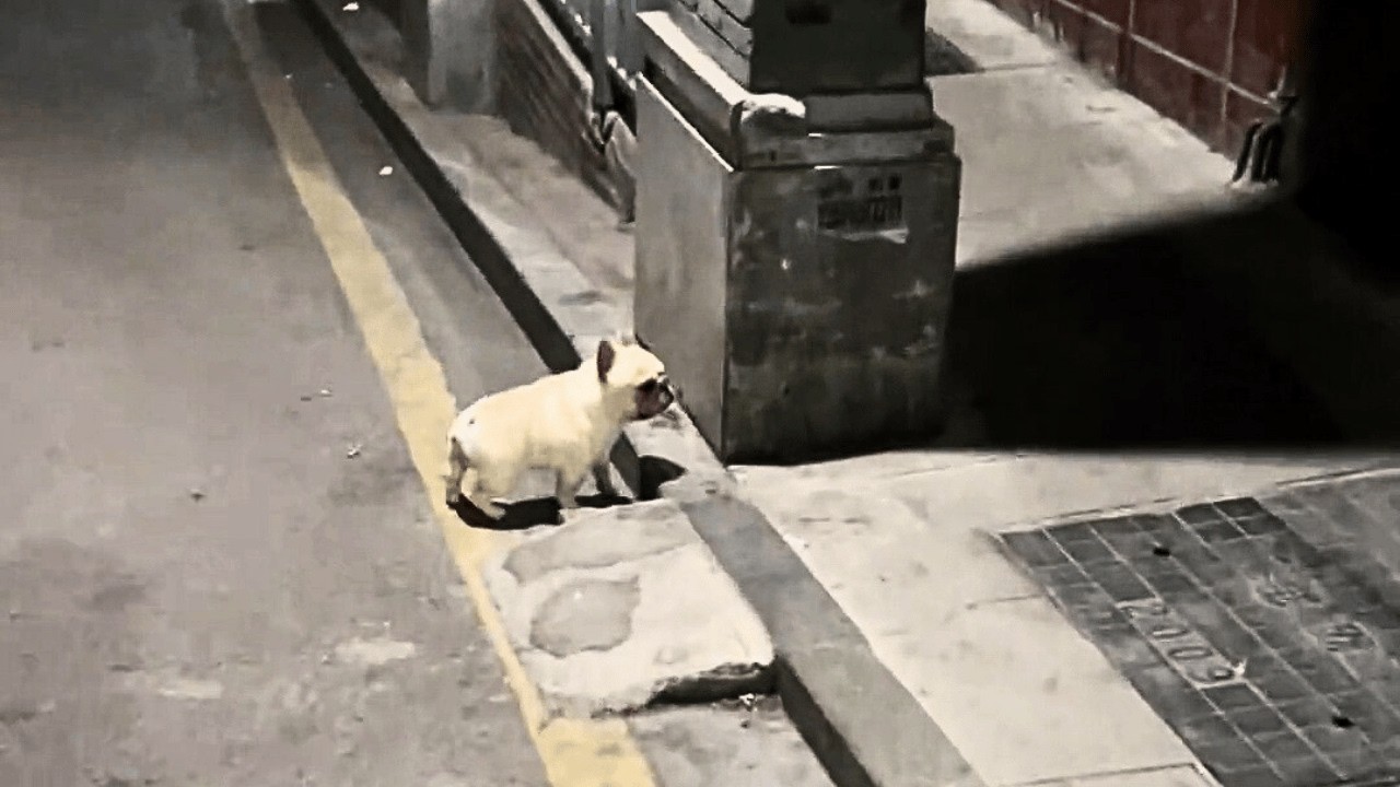 Брошенный французский бульдог бродит голодный, ища еду в мусоре.