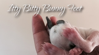 Itty Bitty Bunny Feet