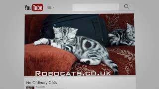 Kitten in a box. It's no laughing matter, or is it? by Robocats 176 views 1 year ago 59 seconds