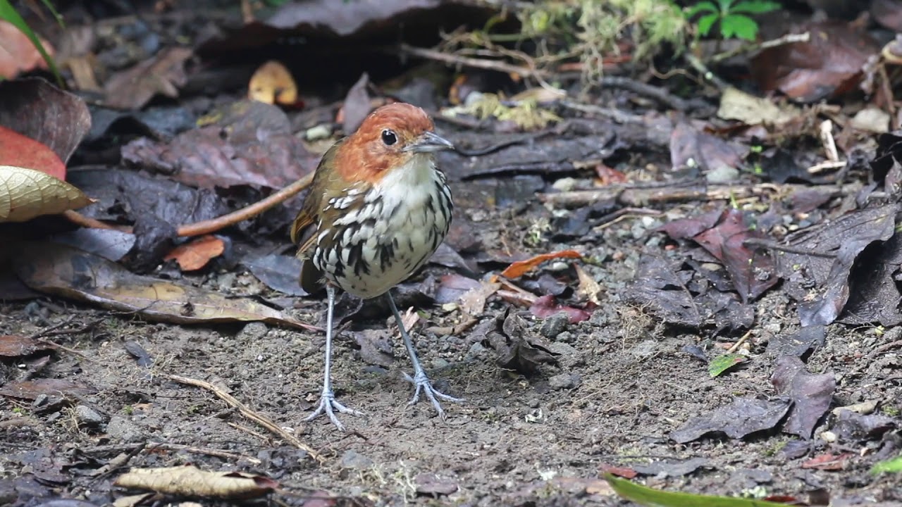 Chestnut crowned antpitta 