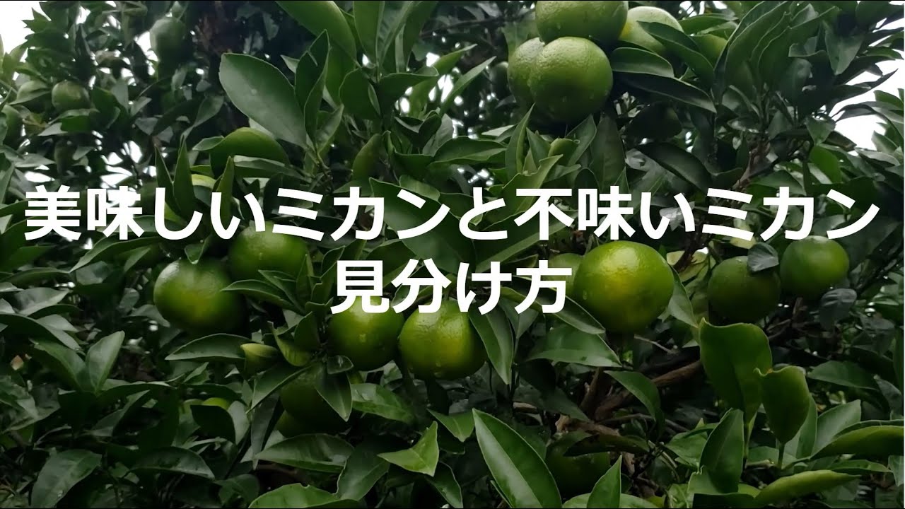 肥料価格高騰 柑橘系みかんの木 10月の有機肥料は来年から買わないでください 自作有機肥料で与える理由と寒風対策を教えます Youtube 肥料価格高騰 柑橘系みかんの木 10月の有機肥料は来年から買わないでください 自作有機肥料で与える理由と寒風対策を教えます Youtube