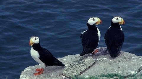 Migratory Birds in a Changing Climate