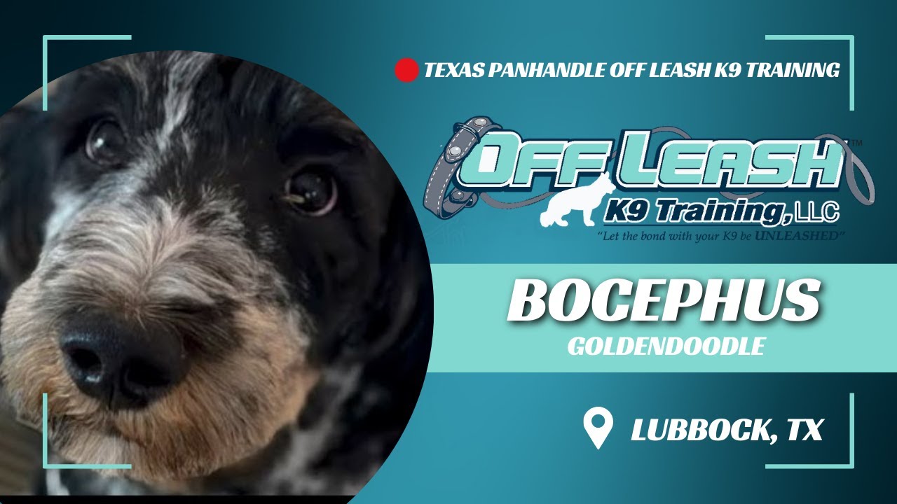 Best Dog Trainers in Lubbock Texas: Bocephus, the 6mo Goldendoodle
