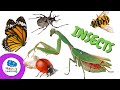 Insect World Quiz