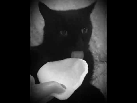 Cat eats prawn cracker