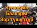 Жаңы Ноокат МалБазары/Кунажын/ Эркек Ургаачы Торпоктор/ Баалары Арзандап Кетти😱