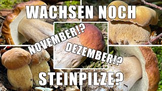 Wachsen Noch Steinpilze? Wie Lange Kann Man Steinpilze Finden? Steinpilze Im November & Dezember?