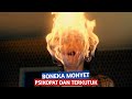 Boneka monyet psikopat dan terkutuk‼️