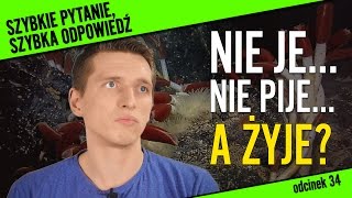 Nie je, nie pije... a żyje?  zwierzę bez układu pokarmowego | Szybkie pytanie, szybka odpowiedź #34