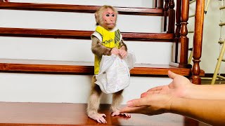 Monkey BiBi takes off his diaper when his pee is wet without Dad's help!